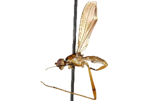 (Nudopeza gilli - UGIC274-15)  @11 [ ] CreativeCommons - Attribution (2015) CBG Photography Group Centre for Biodiversity Genomics