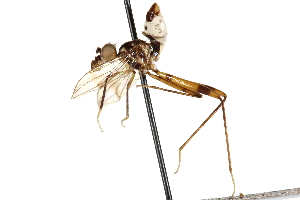  (Nudopeza micromephitis - UGIC285-15)  @11 [ ] CreativeCommons - Attribution (2015) CBG Photography Group Centre for Biodiversity Genomics