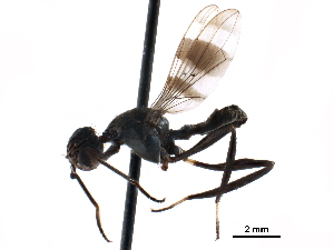  ( - CCDB-29054-B01)  @11 [ ] CreativeCommons - Attribution (2016) CBG Photography Group Centre for Biodiversity Genomics