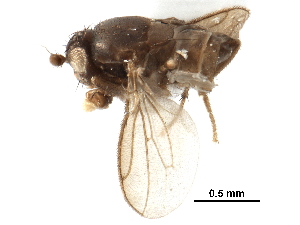  ( - CCDB-29054-G04)  @11 [ ] CreativeCommons - Attribution (2016) CBG Photography Group Centre for Biodiversity Genomics