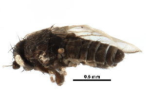  ( - CCDB-29054-G12)  @11 [ ] CreativeCommons - Attribution (2016) CBG Photography Group Centre for Biodiversity Genomics
