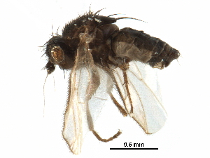  ( - CCDB-29054-H01)  @12 [ ] CreativeCommons - Attribution (2016) CBG Photography Group Centre for Biodiversity Genomics