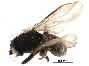  ( - CCDB-29054-H05)  @11 [ ] CreativeCommons - Attribution (2016) CBG Photography Group Centre for Biodiversity Genomics