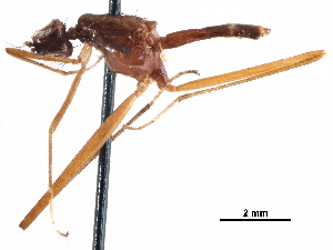  (Crosa petasibarba - Sample-demo43)  @11 [ ] CreativeCommons - Attribution (2018) CBG Photography Group Centre for Biodiversity Genomics