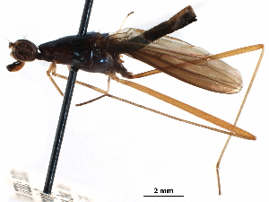  (Nestima polita - Sample-demo54)  @11 [ ] CreativeCommons - Attribution (2018) CBG Photography Group Centre for Biodiversity Genomics