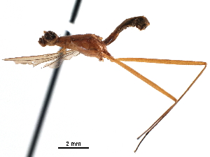  (Nestima viridinsula - Sample-demo57)  @11 [ ] CreativeCommons - Attribution (2018) CBG Photography Group Centre for Biodiversity Genomics