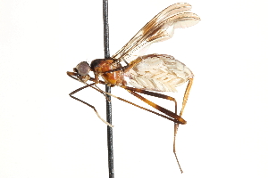  (Nudopeza nigriscutellum - UGIC100-15)  @11 [ ] CreativeCommons - Attribution (2015) CBG Photography Group Centre for Biodiversity Genomics