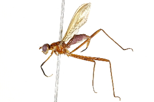  (Nudopeza cegex - UGIC182-15)  @11 [ ] CreativeCommons - Attribution (2015) CBG Photography Group Centre for Biodiversity Genomics