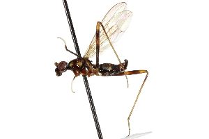  (Nudopeza - UGIC183-15)  @12 [ ] CreativeCommons - Attribution (2015) CBG Photography Group Centre for Biodiversity Genomics
