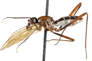  (Nudopeza ruficincta - UGIC186-15)  @11 [ ] CreativeCommons - Attribution (2015) CBG Photography Group Centre for Biodiversity Genomics