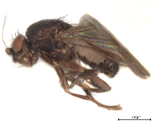  (Sclerocoelus copiosus - debu00116093)  @11 [ ] CreativeCommons - Attribution (2022) CBG Photography Group Centre for Biodiversity Genomics