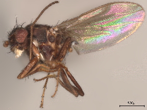  (Sclerocoelus binus - debu00165453)  @11 [ ] CreativeCommons - Attribution (2022) CBG Photography Group Centre for Biodiversity Genomics