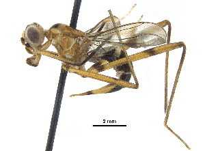  ( - debu00190538)  @11 [ ] CreativeCommons - Attribution (2018) CBG Photography Group Centre for Biodiversity Genomics
