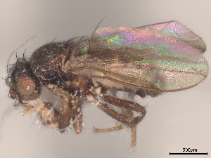  (Sclerocoelus nebulosus - debu00335515)  @11 [ ] CreativeCommons - Attribution (2022) CBG Photography Group Centre for Biodiversity Genomics