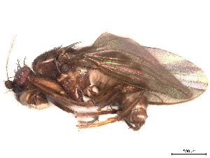  (Sclerocoelus frigidifrons - debu00339891)  @11 [ ] CreativeCommons - Attribution (2022) CBG Photography Group Centre for Biodiversity Genomics
