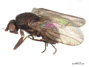  (Sclerocoelus longibarbus - DEBU00347832)  @11 [ ] CreativeCommons - Attribution (2020) CBG Photography Group Centre for Biodiversity Genomics