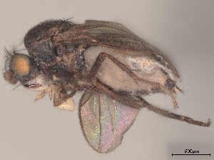  (Sclerocoelus lazulita - debu00368027)  @11 [ ] CreativeCommons - Attribution (2022) CBG Photography Group Centre for Biodiversity Genomics