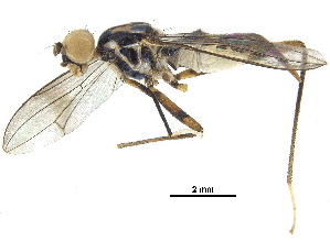  (Nudopeza trinidadensis - debu00379990)  @11 [ ] CreativeCommons - Attribution (2018) CBG Photography Group Centre for Biodiversity Genomics
