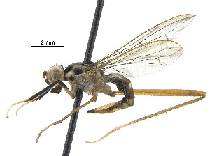  (Nudopeza mexicana - debu01088965)  @11 [ ] CreativeCommons - Attribution (2018) CBG Photography Group Centre for Biodiversity Genomics