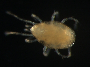  (Arrenoseius sp. JCS01 - CCDB-07432-48)  @13 [ ] CreativeCommons - Attribution (2011) Monica Young Centre for Biodiversity Genomics