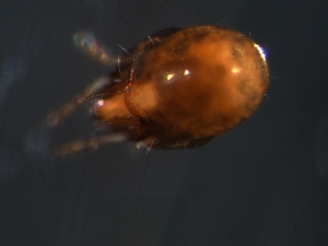  ( - CCDB-07437-82)  @12 [ ] CreativeCommons - Attribution (2011) Monica Young Centre for Biodiversity Genomics