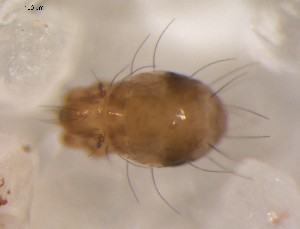  ( - MYMCA-02-43)  @13 [ ] CreativeCommons - Attribution (2011) Monica Young Centre for Biodiversity Genomics