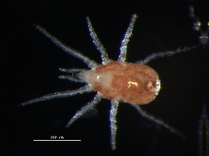  (Amblyseius sp. 3 - MYMCA-06-43)  @13 [ ] CreativeCommons - Attribution (2011) Monica Young Centre for Biodiversity Genomics