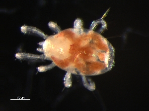  (Proprioseiopsis terrestris - MYMCA-06-95)  @14 [ ] CreativeCommons - Attribution (2011) Monica Young Centre for Biodiversity Genomics