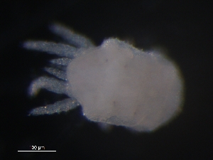  (Bimichaeliinae - CCDB-07429-52)  @13 [ ] CreativeCommons - Attribution (2011) Monica Young Centre for Biodiversity Genomics