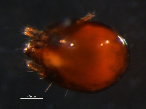  ( - BIOUG01068-49)  @12 [ ] CreativeCommons - Attribution (2011) Monica Young Centre for Biodiversity Genomics