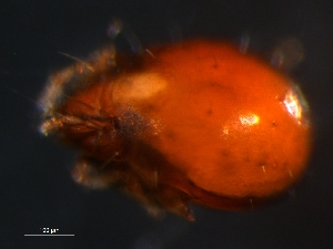  ( - BIOUG01068-50)  @12 [ ] CreativeCommons - Attribution (2011) Monica Young Centre for Biodiversity Genomics