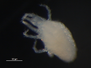  (Mediolata - BIOUG01070-82)  @13 [ ] CreativeCommons - Attribution (2011) Monica Young Centre for Biodiversity Genomics