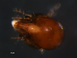  ( - BIOUG01071-30)  @12 [ ] CreativeCommons - Attribution (2011) Monica Young Centre for Biodiversity Genomics