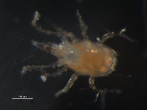  (Chelaseius sp. JCS02 - BIOUG01072-22)  @14 [ ] CreativeCommons - Attribution (2011) Monica Young Centre for Biodiversity Genomics