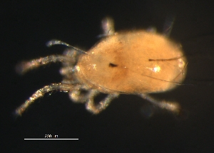  (Amblyseius sp. JCS32 - BIOUG01180-37)  @11 [ ] CreativeCommons - Attribution (2012) Monica Young Centre for Biodiversity Genomics