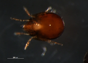  ( - BIOUG01184-49)  @12 [ ] CreativeCommons - Attribution (2012) Monica Young Centre for Biodiversity Genomics