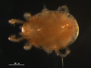 (Proprioseiopsis sp. JCS41 - BIOUG01189-02)  @14 [ ] CreativeCommons - Attribution (2012) Monica Young Centre for Biodiversity Genomics