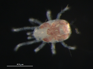  (Amblyseius sp. JCS34 - BIOUG01189-06)  @13 [ ] CreativeCommons - Attribution (2012) Monica Young Centre for Biodiversity Genomics