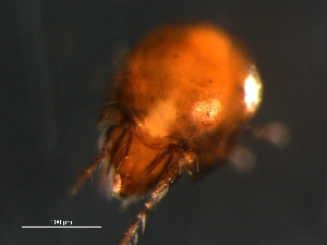  ( - BIOUG01190-19)  @12 [ ] CreativeCommons - Attribution (2012) Monica Young Centre for Biodiversity Genomics