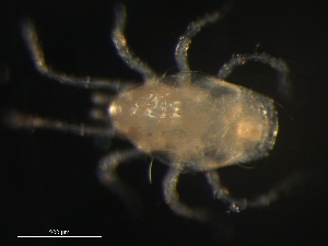  (Arrenoseius sp.1 - BIOUG01191-33)  @12 [ ] CreativeCommons - Attribution (2012) Monica Young Centre for Biodiversity Genomics