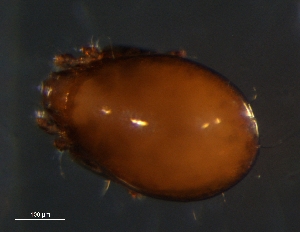  ( - BIOUG01193-12)  @13 [ ] CreativeCommons - Attribution (2012) Monica Young Centre for Biodiversity Genomics