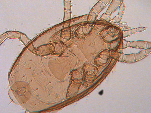  ( - BIOUG01941-83)  @12 [ ] CreativeCommons - Attribution (2014) Centre for Biodiversity Genomics Centre for Biodiversity Genomics