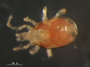  (Proprioseiopsis sp. JCS30 - BIOUG01944-46)  @13 [ ] CreativeCommons - Attribution (2012) Monica Young Centre for Biodiversity Genomics