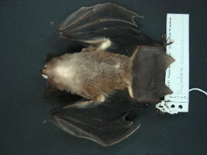  (Lophostoma evotis - MAMX-164)  @13 [ ] Unspecified (default): All Rights Reserved  Unspecified Unspecified
