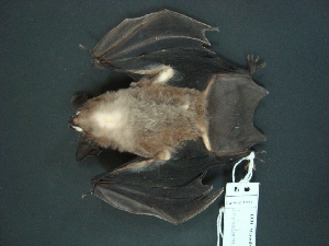  (Lophostoma brasiliense - MAMX-232)  @14 [ ] Unspecified (default): All Rights Reserved  Unspecified Unspecified