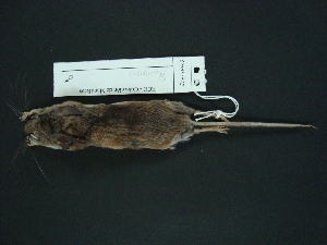  (Peromyscus yucatanicus - MAMX-243)  @14 [ ] Unspecified (default): All Rights Reserved  Unspecified Unspecified