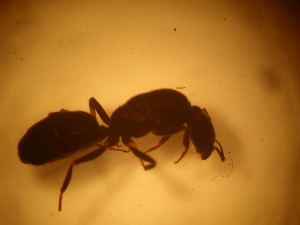  ( - Ant-paras_088)  @11 [ ] CreativeCommons - Attribution (2014) Gabriela Perez-Lachaud ECOSUR