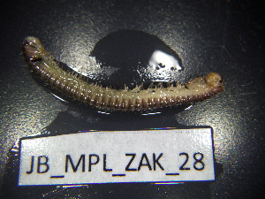  ( - JB_MPL_ZAK_28)  @11 [ ] CreativeCommons - Attribution Non-Commercial Share-Alike (2025) Unspecified University of Lodz, Department of Invertebrate Zoology and Hydrobiology