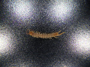  ( - JB_W_0167)  @11 [ ] CreativeCommons Attribution NonCommercial ShareAlike (2021) (2021) University of Lodz University of Lodz