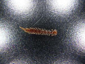  ( - JB_W_0169)  @11 [ ] CreativeCommons Attribution NonCommercial ShareAlike (2021) (2021) University of Lodz University of Lodz